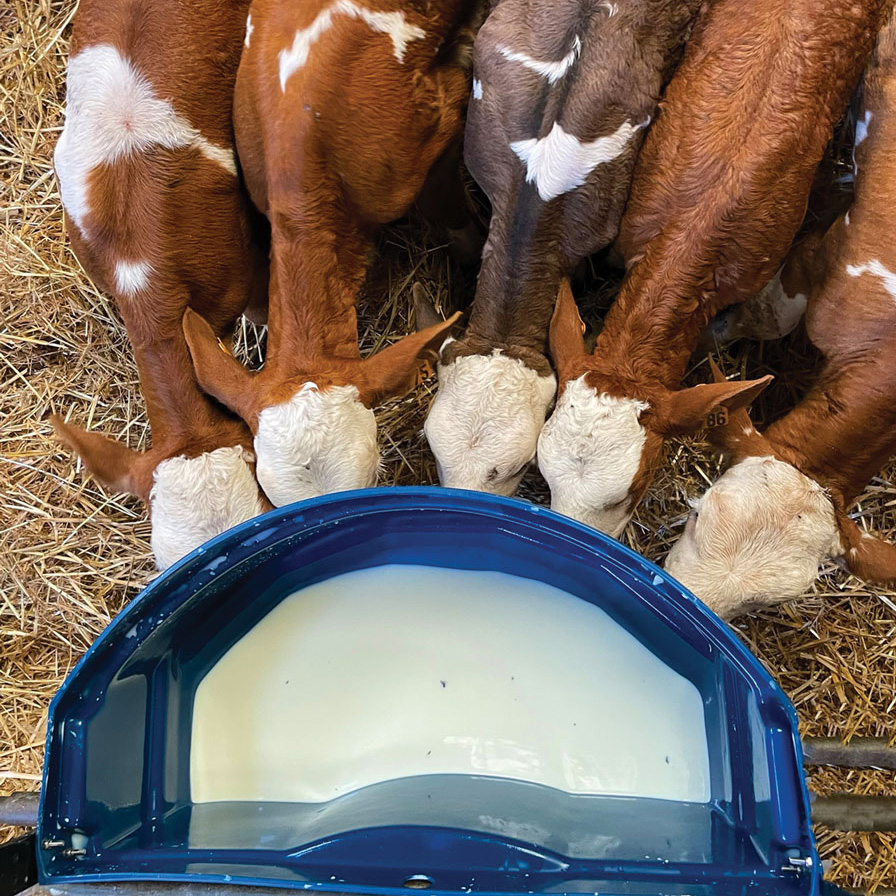 CALF-BUDDY™ #5 5 ниппельное ведро